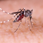 Dengue en Argentina: confirman 238 muertes y 333 mil casos